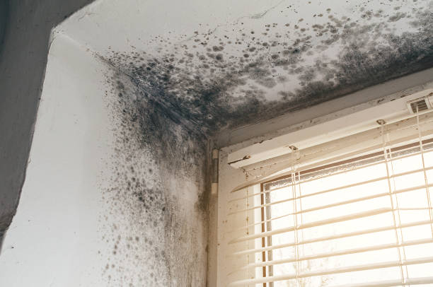 Affordable Mold Remediation solutions in Hickory Corners, MI